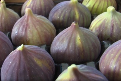 Balıkesir’de incir fidanı desteği başlıyor