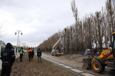 Ekolojik ömrünü tamamlayan kavaklar yerini çınarlara bırakıyor
