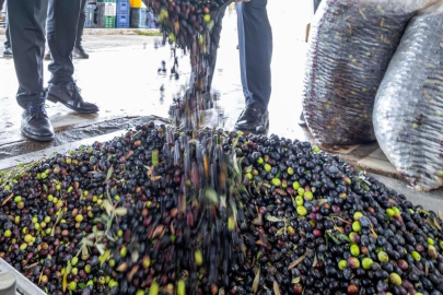 İzmir zeytini için dev adım... Zeytin ve zeytinyağı markalaşma yolunda