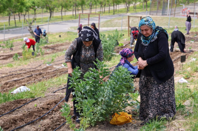 İzmir'in Mahalle Bostanları’nda yaz hasadı